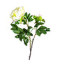 ROSA FLOWER