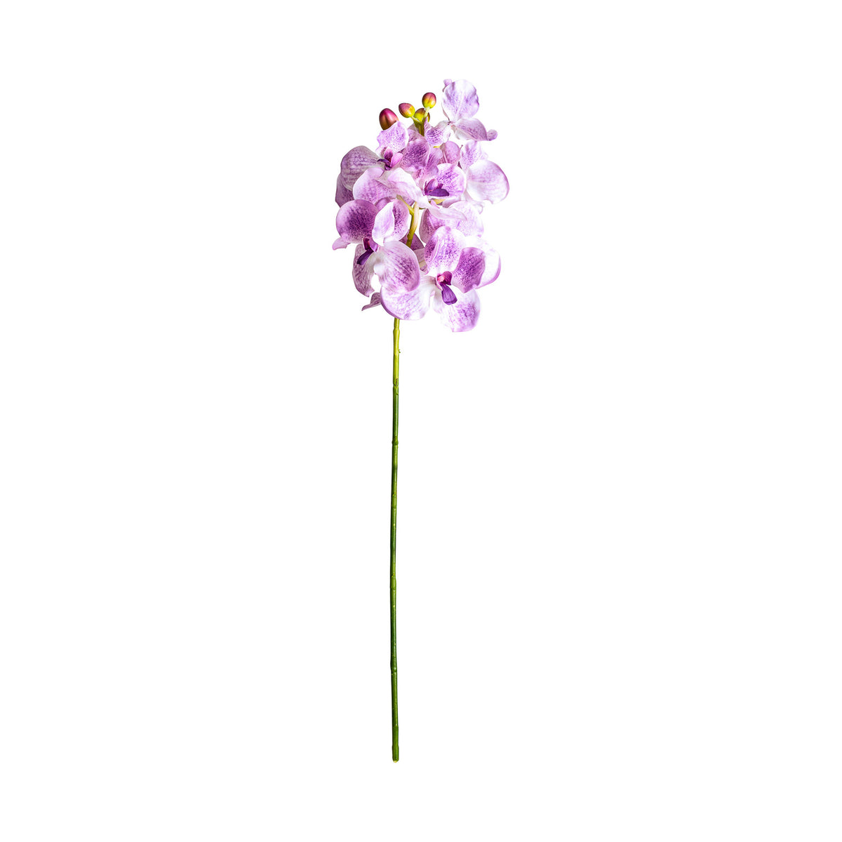 ORQUÍDEA FLOWER