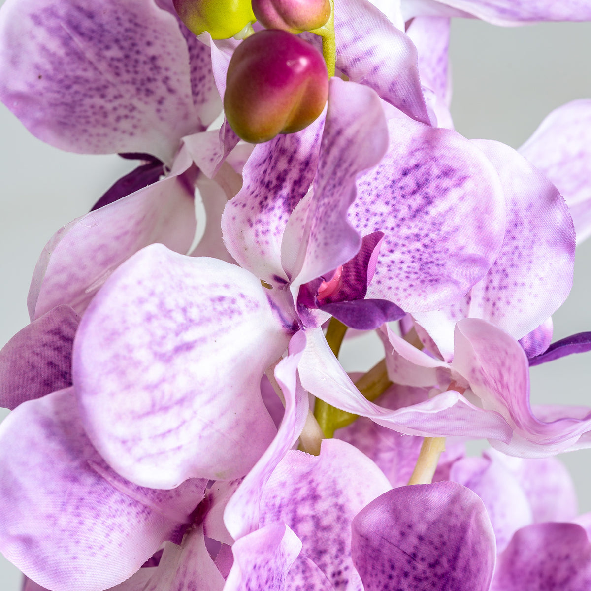 ORQUÍDEA FLOWER
