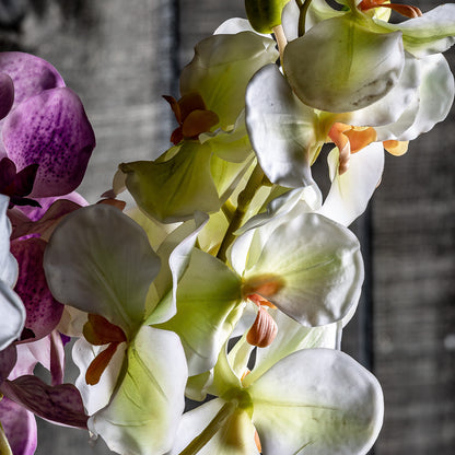 ORQUÍDEA FLOWER