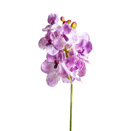 ORQUÍDEA FLOWER