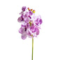 ORQUÍDEA FLOWER