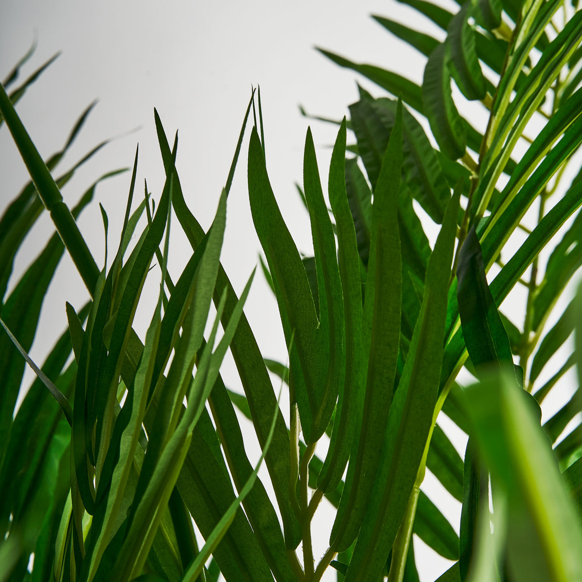 PALMERNPFLANZE