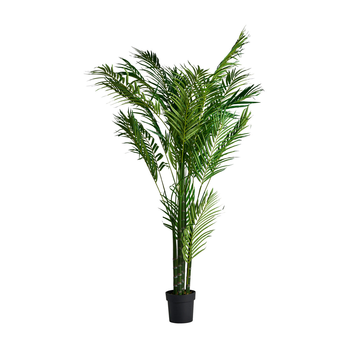 PALMERNPFLANZE