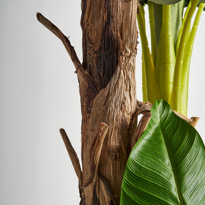 PLATANERO PLANT