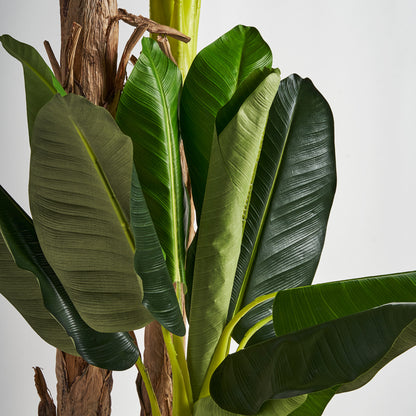 PLATANERO PLANT