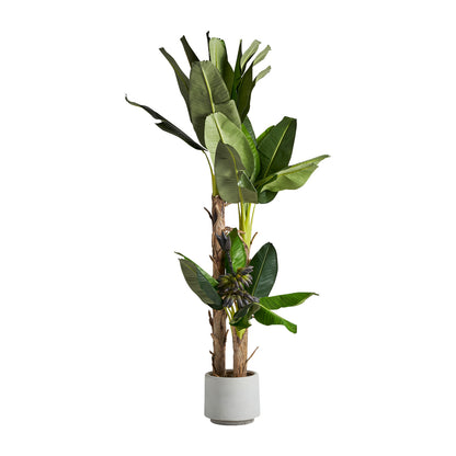 PLATANERO PLANT