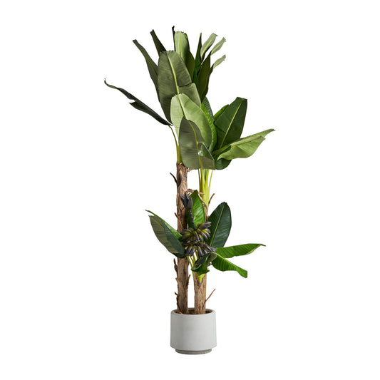 PLATANERO PLANT
