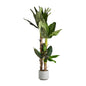 PLATANERO PLANT