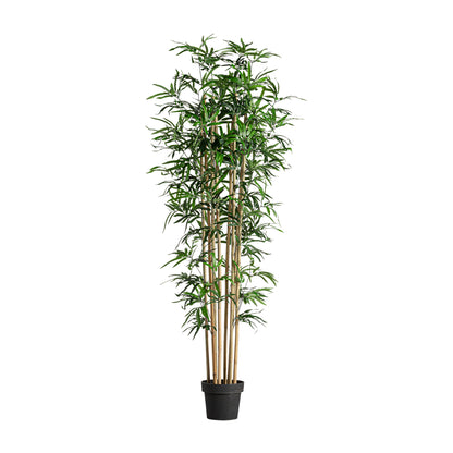 BAMBÚ PLANT