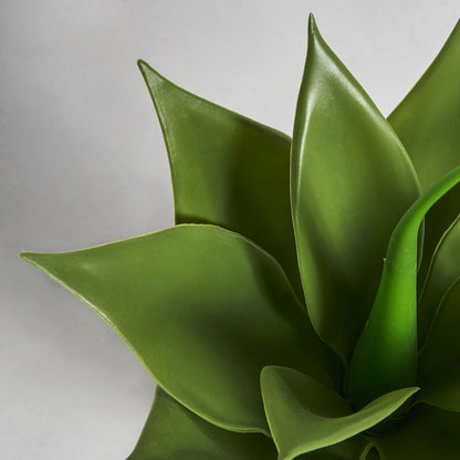 LOTUS PLANT