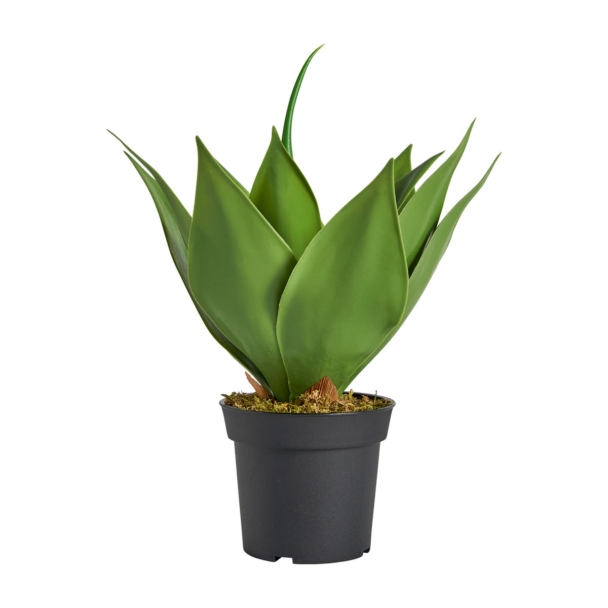 LOTUS PLANT