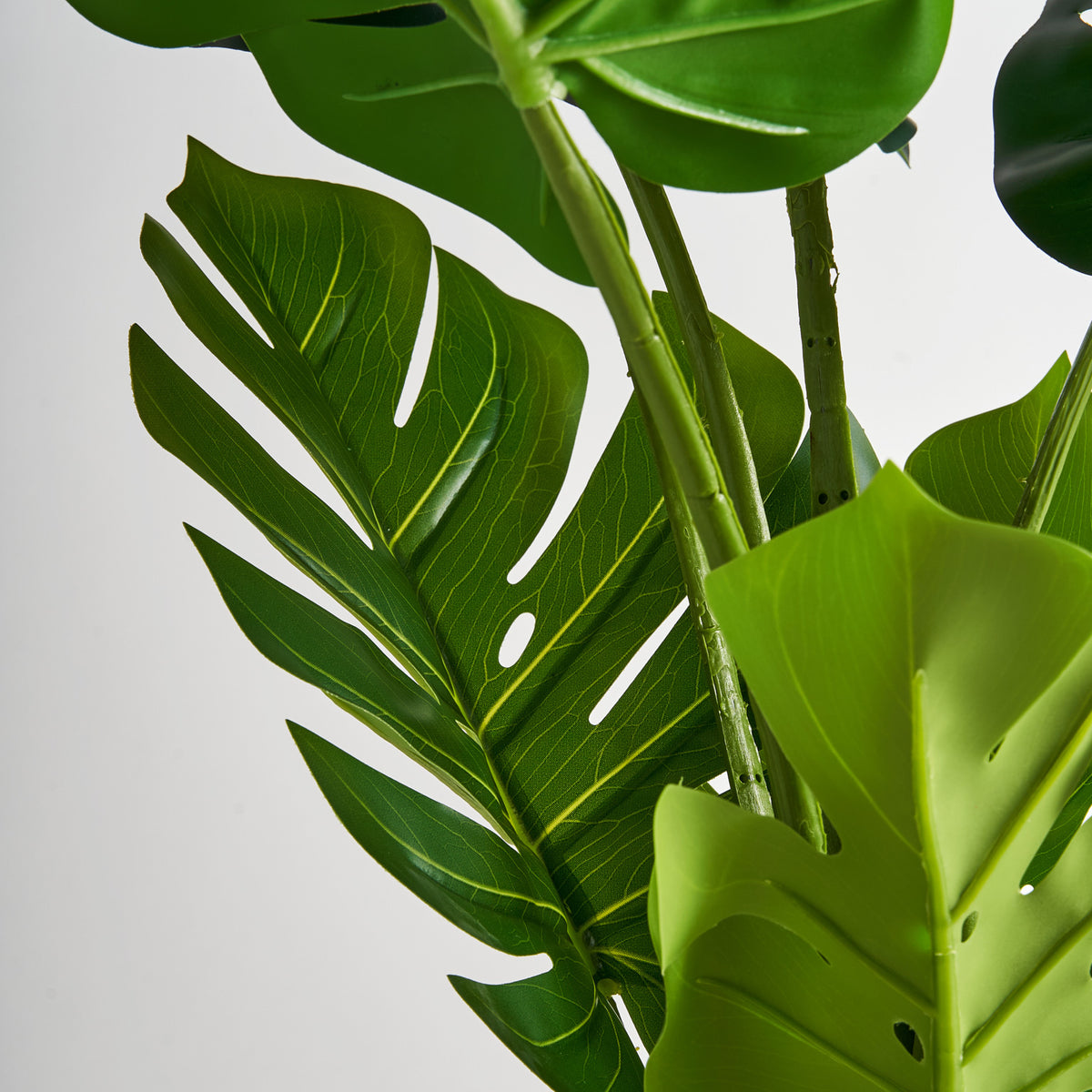 MONSTERA PFLANZE