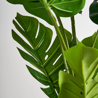 MONSTERA PFLANZE