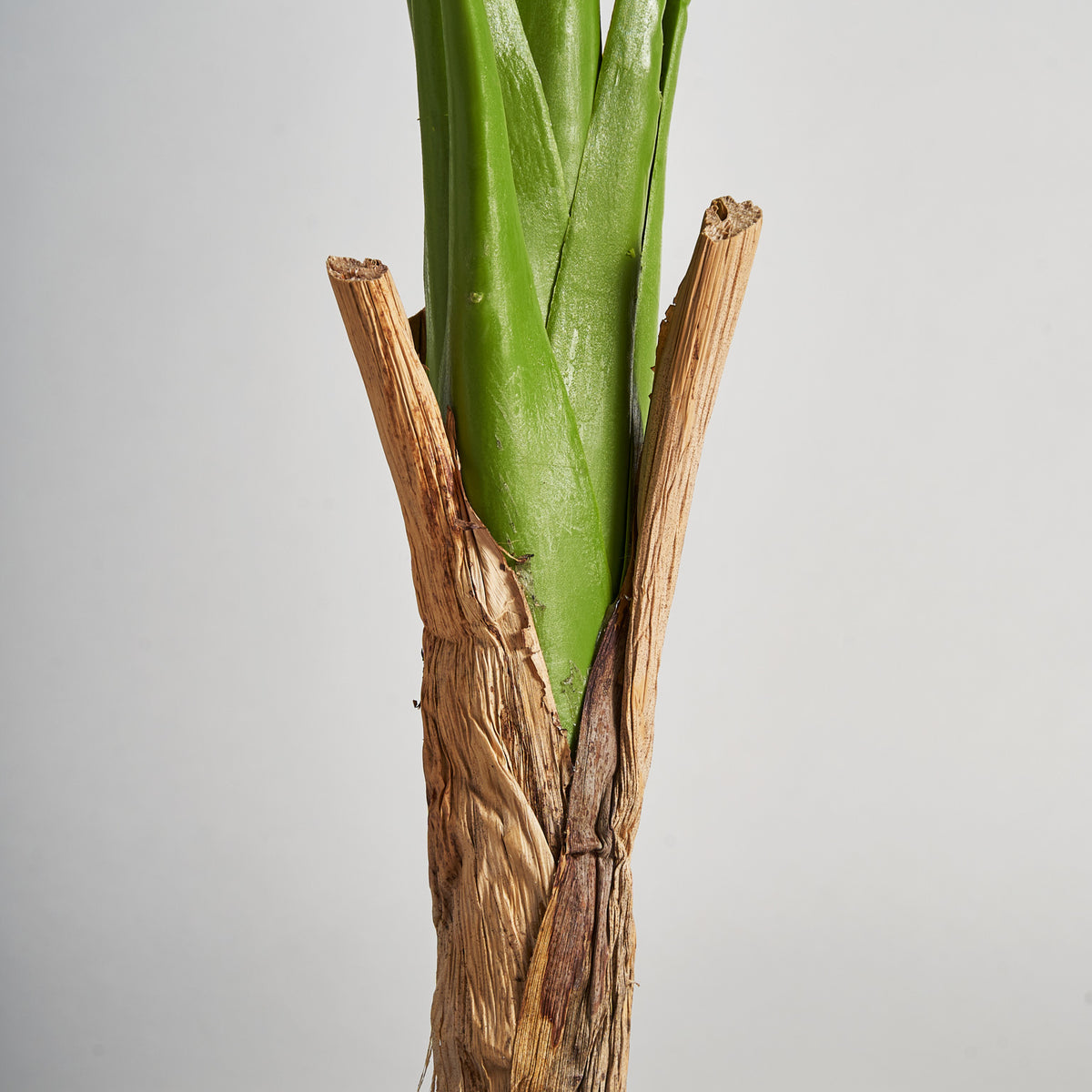 MONSTERA PFLANZE