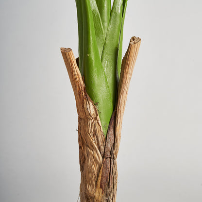 MONSTERA PFLANZE