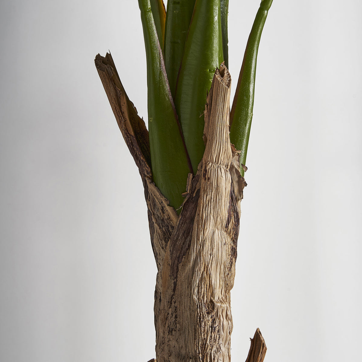 BANANERA PLANT