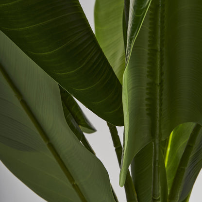 BANANERA PLANT
