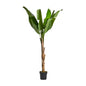 BANANERA PLANT