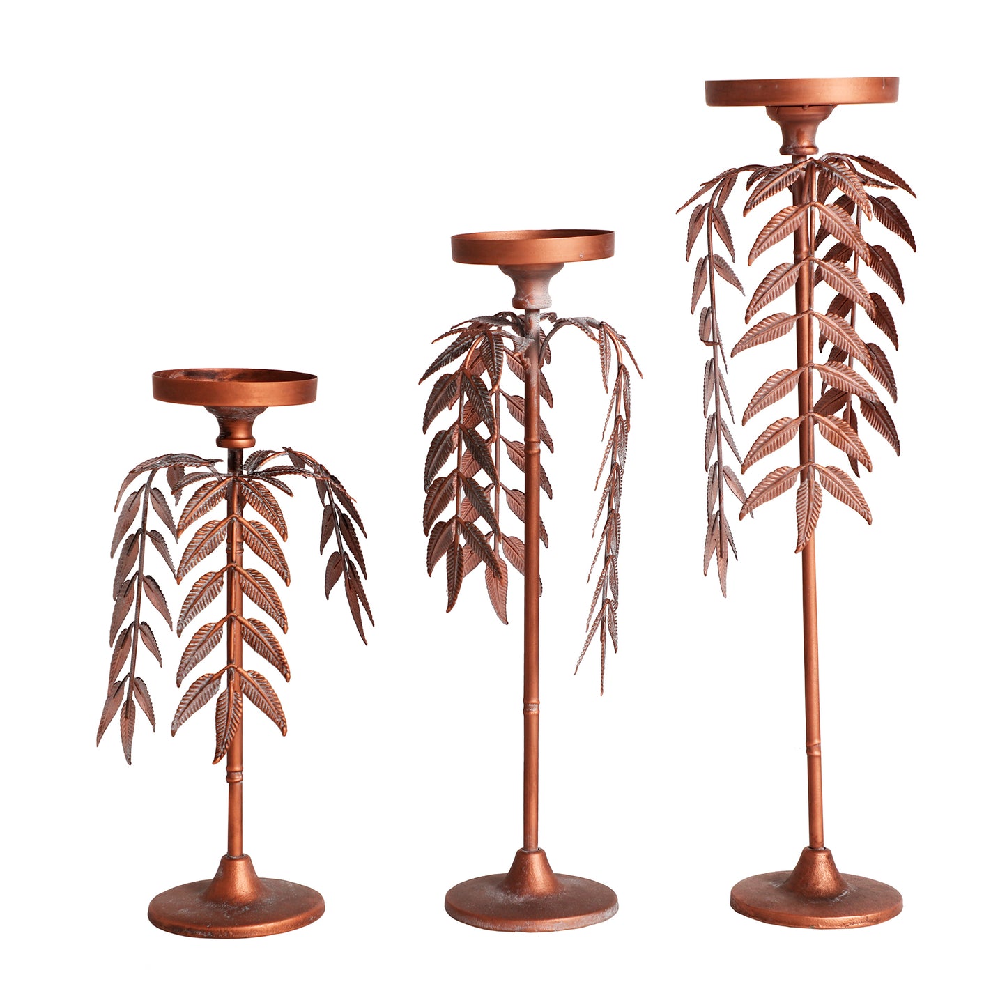 PALMERA LUCERNA CANDELABRA