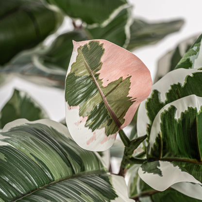 ROBLE BLANCO PLANT