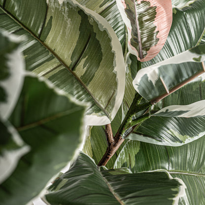 ROBLE BLANCO PLANT