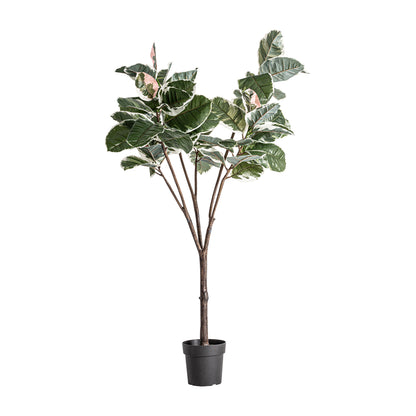 ROBLE BLANCO PLANT