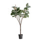ROBLE BLANCO PLANT