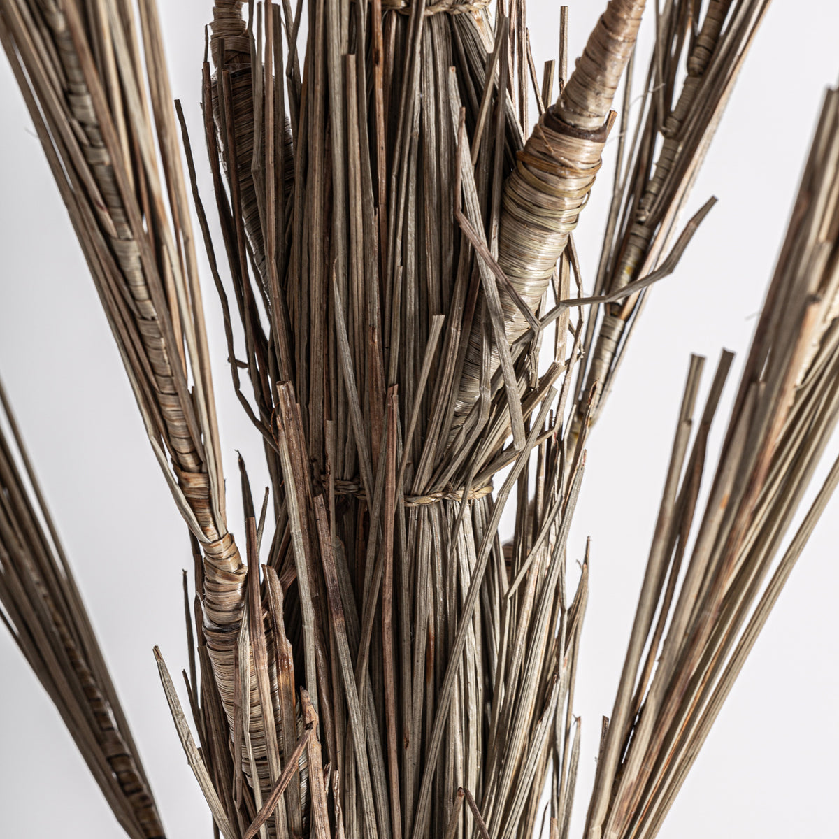 ARECA-PALME