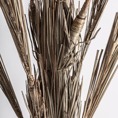 ARECA-PALME