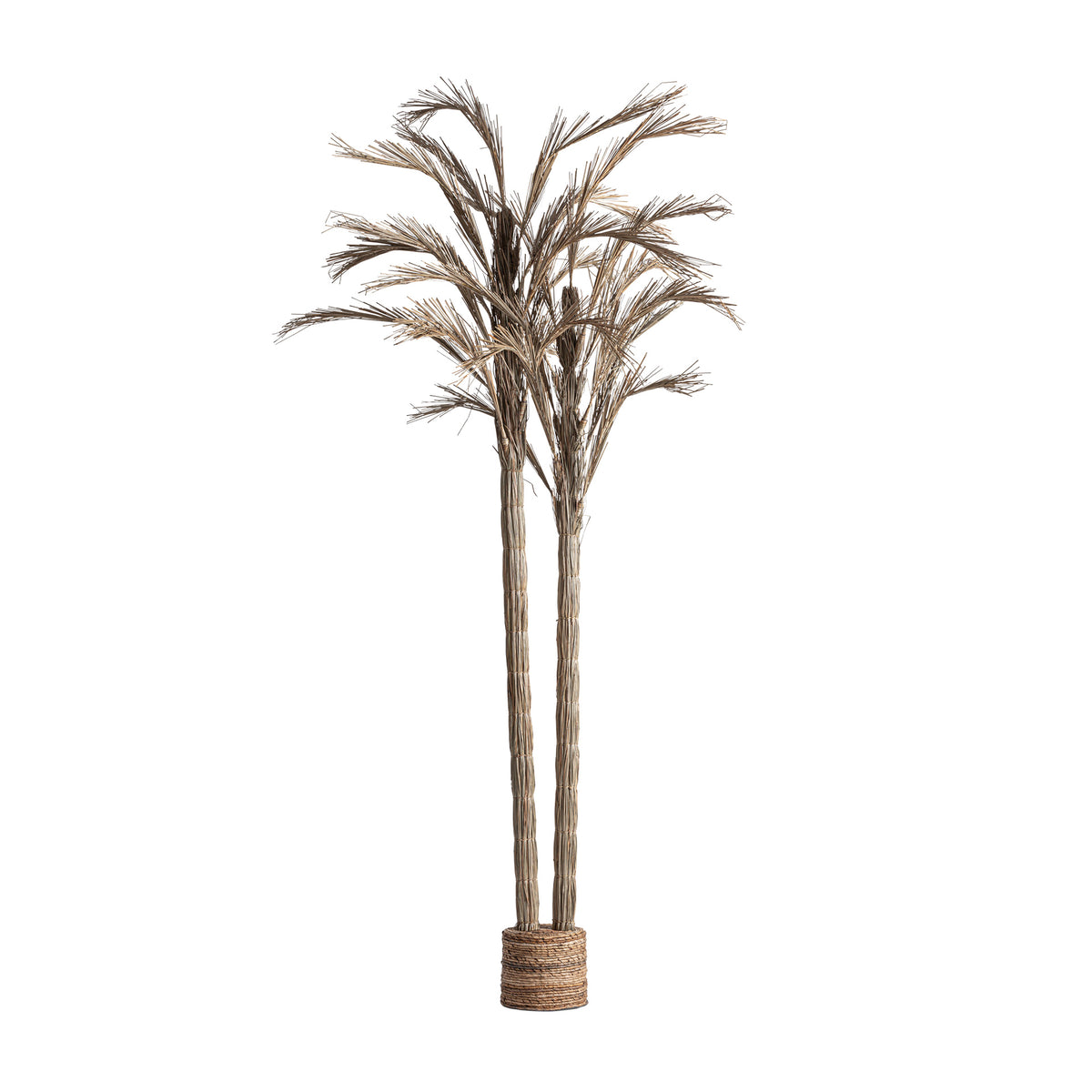 ARECA-PALME