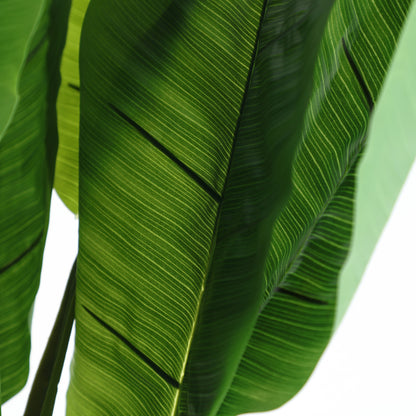 BANANERA PLANT