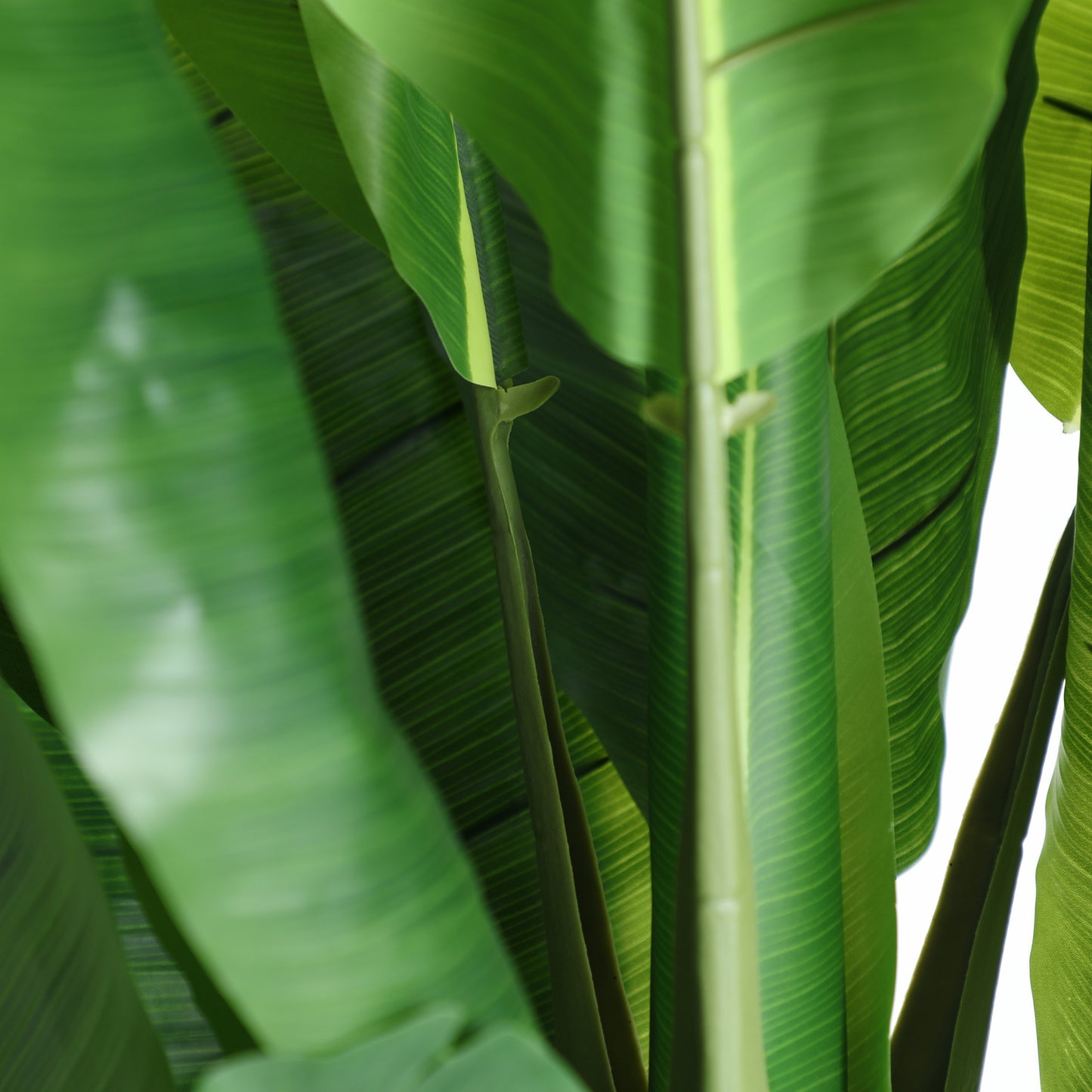 BANANERA PLANT