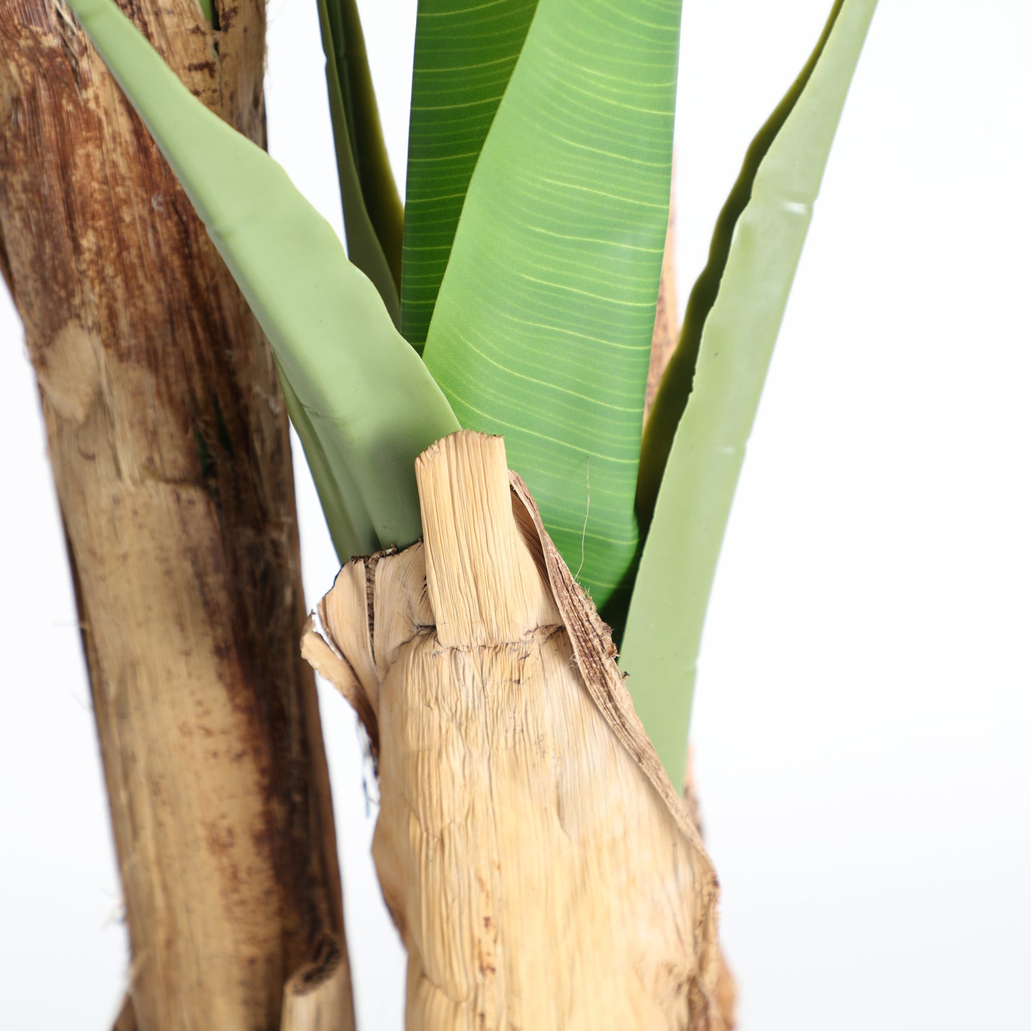 BANANERA PLANT