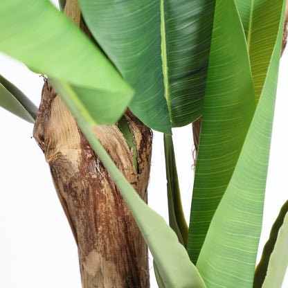 BANANERA PLANT