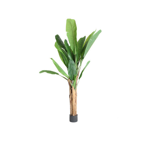 BANANERA PLANT