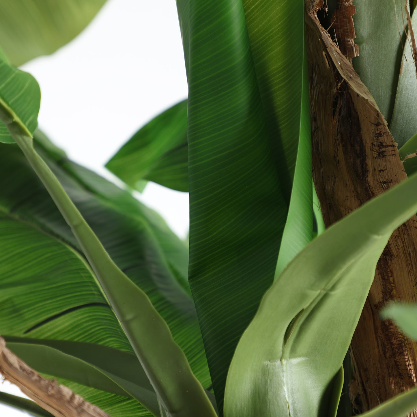 BANANERA PLANT