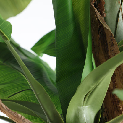 BANANERA PLANT