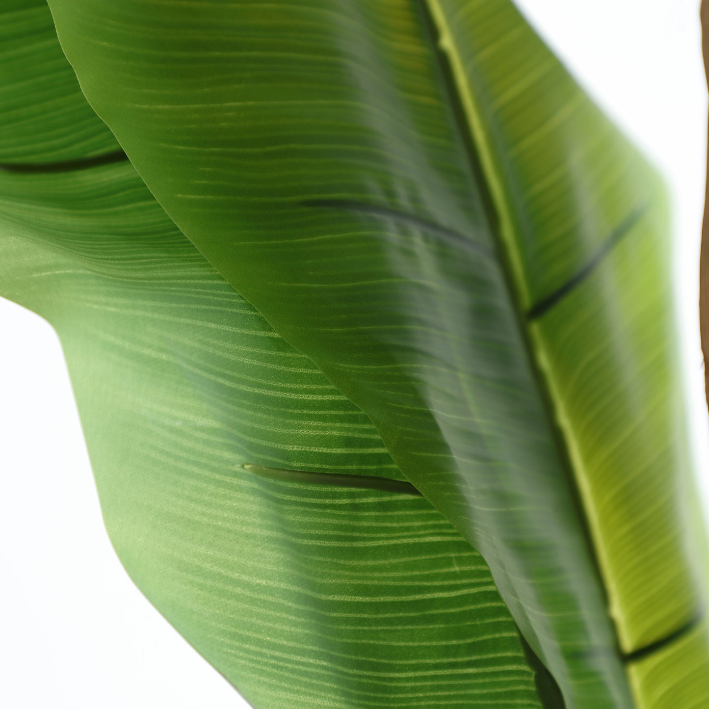 BANANERA PLANT