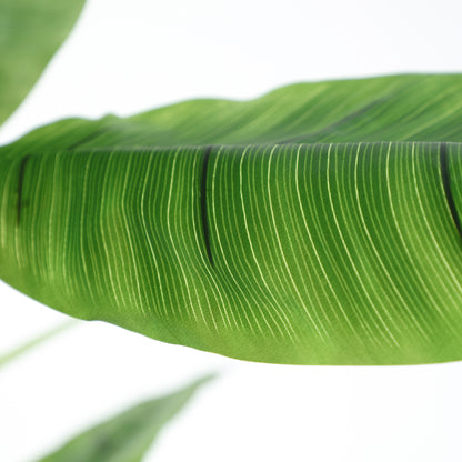 BANANERA PLANT