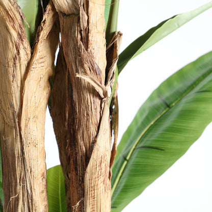 BANANERA PLANT