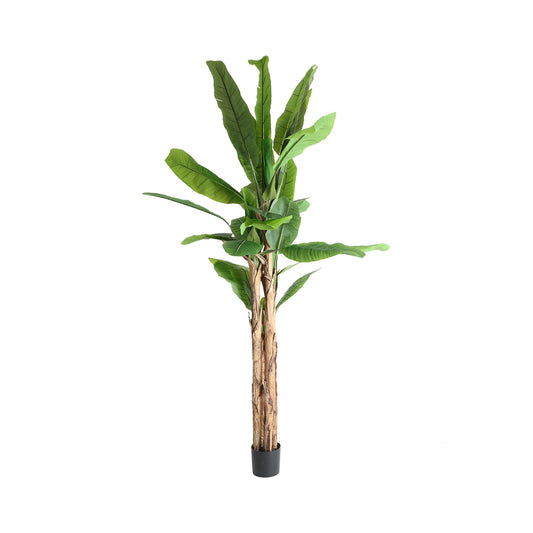 BANANERA PLANT