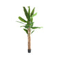 BANANERA PLANT