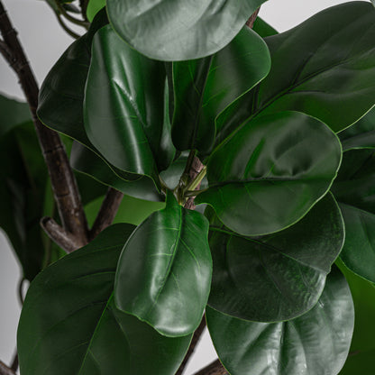 FICUS PLANT