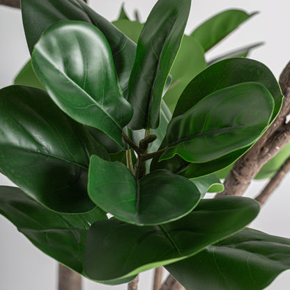 FICUS PLANT