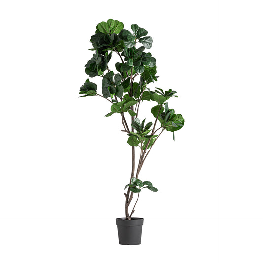 FICUS PLANT