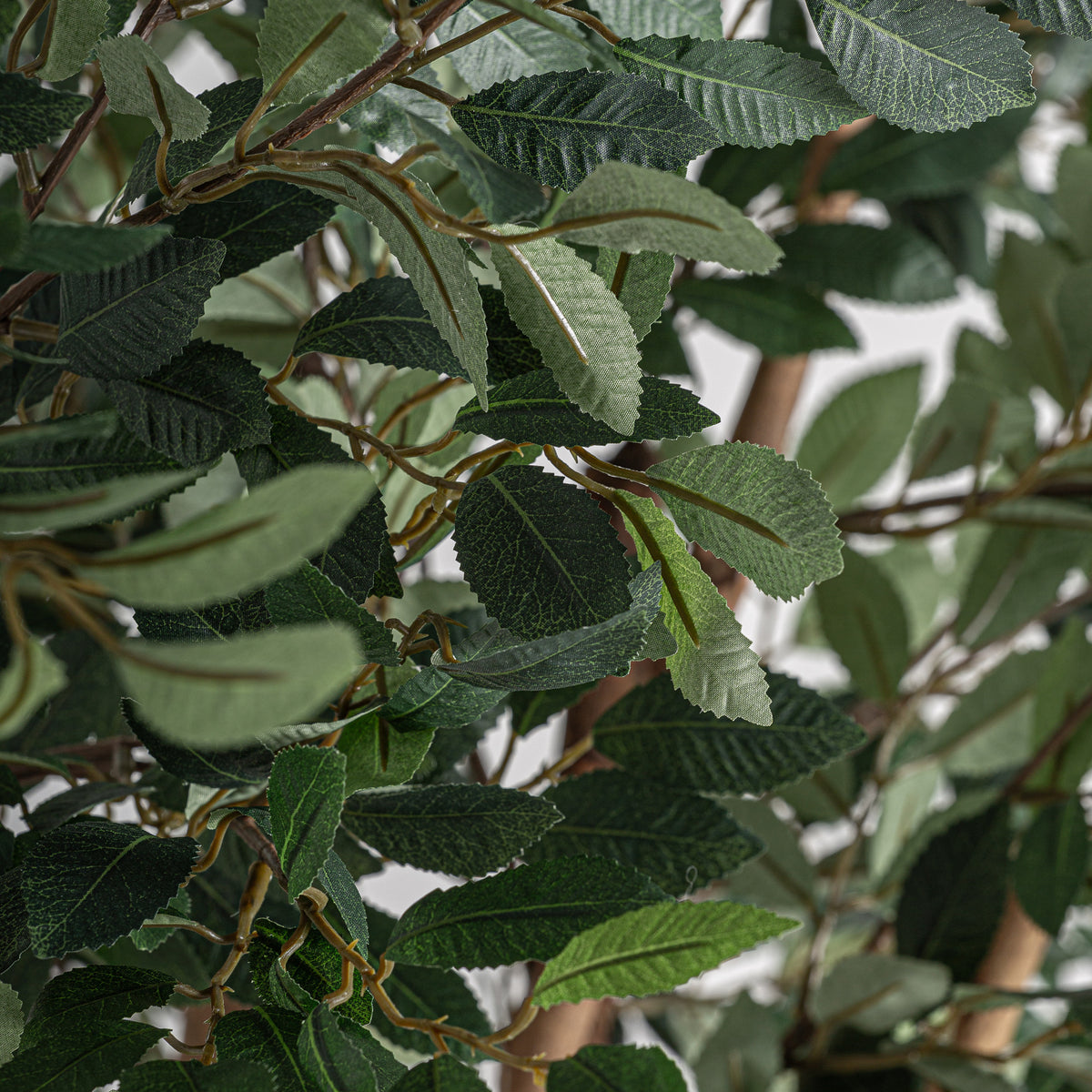 FICUS PLANT
