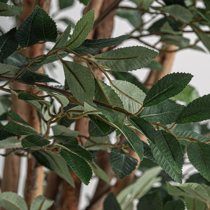 FICUS PLANT