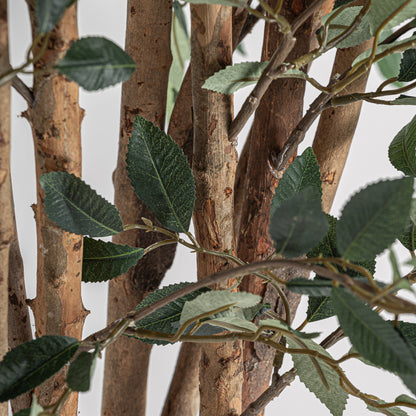 FICUS PLANT