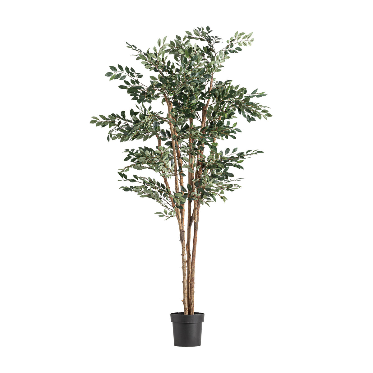 FICUS PLANT
